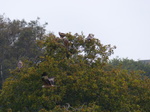 FZ022096 Red kites (Milvus milvus) in tree.jpg